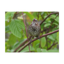 葉書を歌って下さい