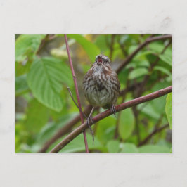 葉書を歌って下さい ポストカード