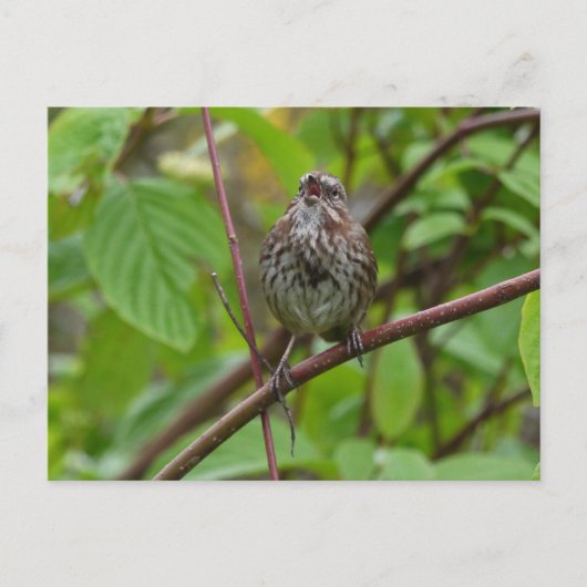 葉書を歌って下さい ポストカード (正面)