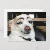 葉書アイブロウドッグミーム ポストカード (正面/裏面)