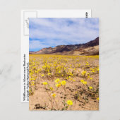 葉書ワイルドフラワーインデス・バレーNP-V ポストカード (正面/裏面)