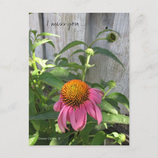 葉書恋しく思はたくさん ポストカード (正面)