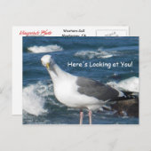 葉書：こちらカモメ見てね ポストカード (正面/裏面)