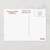 葉書：こちらカモメ見てね ポストカード (裏面)