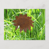 葉書 – アイアンサンフラワーin grass ポストカード (正面)