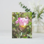 葉書 – キュウリ甲虫 ポストカード (スタンド正面)