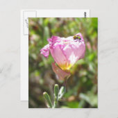 葉書 – キュウリ甲虫 ポストカード (正面/裏面)