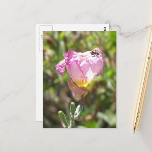 葉書 – キュウリ甲虫 ポストカード (正面/裏面インサイチュ)