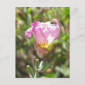 葉書 – キュウリ甲虫 ポストカード (正面)