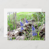 葉書 – グレープハイアシンス ポストカード (正面/裏面)