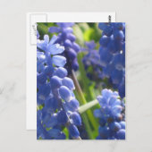 葉書 – グレープハイアシンス ポストカード (正面/裏面)