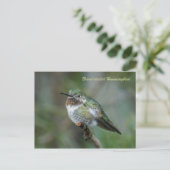 葉書：ハチドリ（横長） ポストカード (スタンド正面)