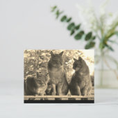 葉書：ファームキャッツ ポストカード (スタンド正面)