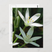 葉書：ベツレヘム（花） ポストカード (正面/裏面)