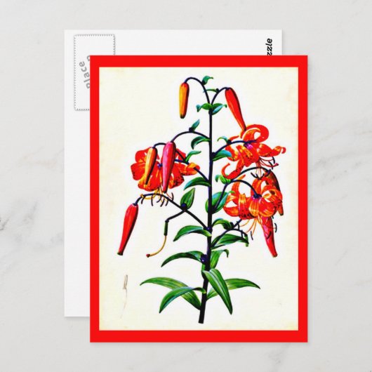 葉書 – ボタニカルピエールジョセフルドート4 ポストカード (正面/裏面)
