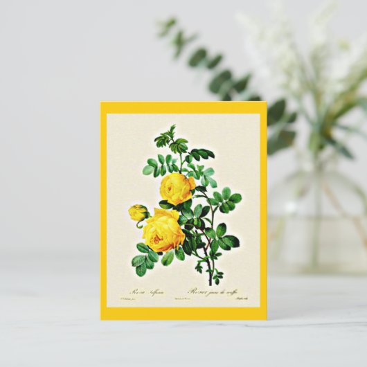 葉書 – ボタニカルピエールジョセフ13 ポストカード (スタンド正面)