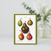 葉書 – ボタニカルピエールジョセフ・ルドート11 ポストカード (スタンド正面)