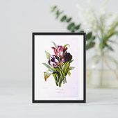 葉書 – ボタニカルピエールジョセフ・ルドート15 ポストカード (スタンド正面)