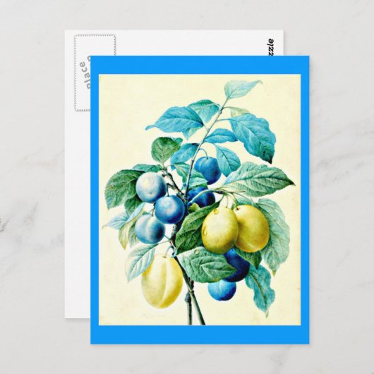 葉書 – ボタニカルピエールジョセフ・ルドート21 ポストカード (正面/裏面)