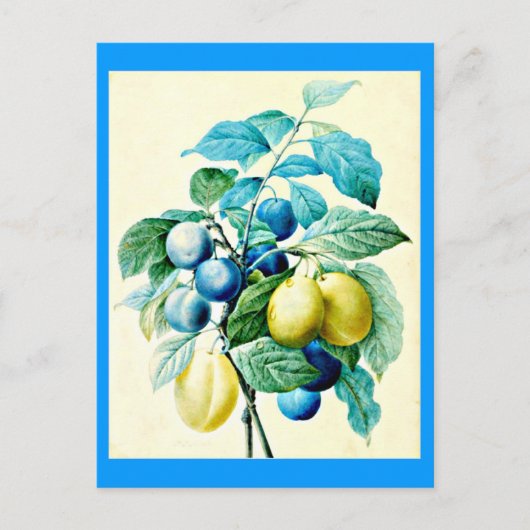 葉書 – ボタニカルピエールジョセフ・ルドート21 ポストカード (正面)