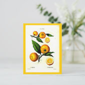 葉書 – ボタニカルピエールジョセフ・ルドート23 ポストカード (スタンド正面)