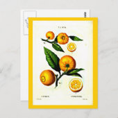 葉書 – ボタニカルピエールジョセフ・ルドート23 ポストカード (正面/裏面)