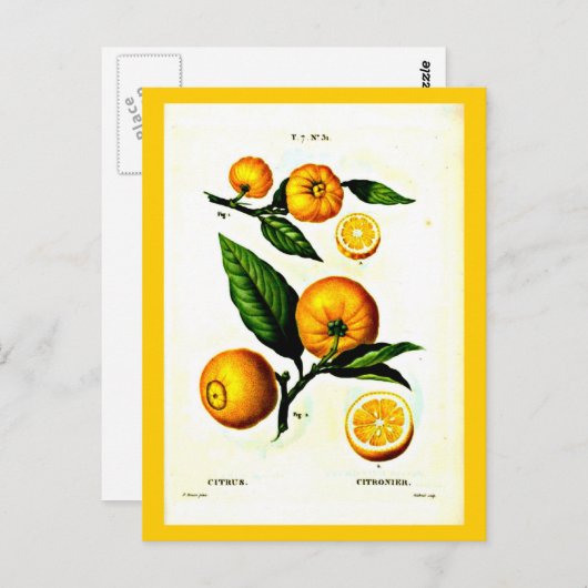 葉書 – ボタニカルピエールジョセフ・ルドート23 ポストカード (正面/裏面)