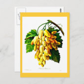 葉書 – ボタニカルピエールジョセフ・レドテ3 ポストカード (正面/裏面)