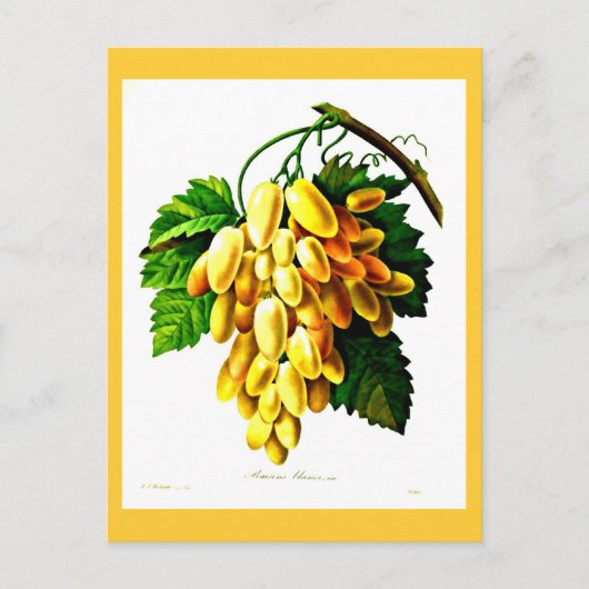 葉書 – ボタニカルピエールジョセフ・レドテ3 ポストカード (正面)