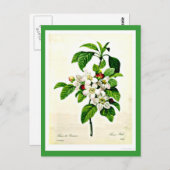 葉書 – ボタニカルピエールジョセフ・レドテ9 ポストカード (正面/裏面)
