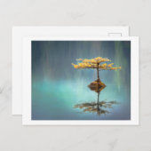 葉書:島の木 ポストカード (正面/裏面)