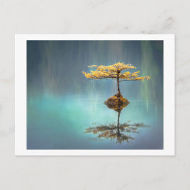葉書：島の木 ポストカード