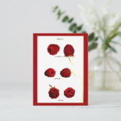 葉書 – 植物学 – ラズベリー ポストカード (スタンド正面)