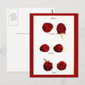 葉書 – 植物学 – ラズベリー ポストカード (正面/裏面)