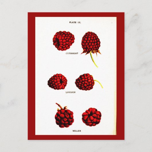 葉書 – 植物学 – ラズベリー ポストカード (正面)