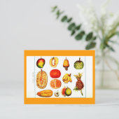 葉書 – 植物学 – 黄色とオレンジ色の果実 ポストカード (スタンド正面)