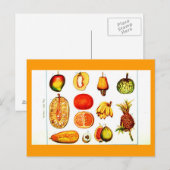 葉書 – 植物学 – 黄色とオレンジ色の果実 ポストカード (正面/裏面)