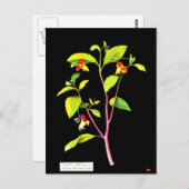 葉書 – 植物美術 – メアリーデラニー7 ポストカード (正面/裏面)