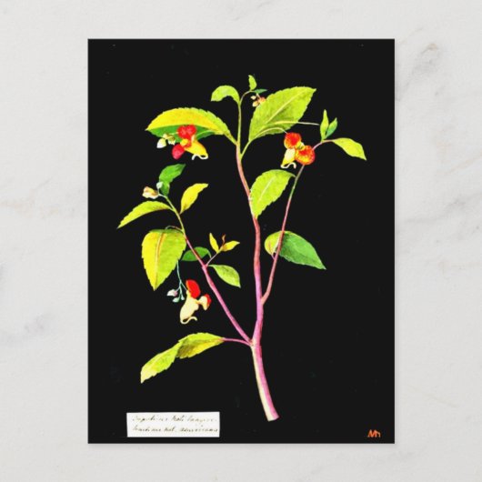 葉書 – 植物美術 – メアリーデラニー7 ポストカード (正面)