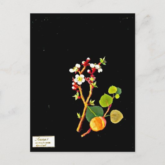 葉書 – 植物美術 – メアリーデラニー9 ポストカード (正面)