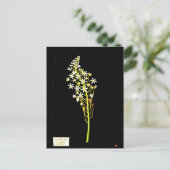 葉書 – 植物芸術 – メアリーデラニー2 ポストカード (スタンド正面)