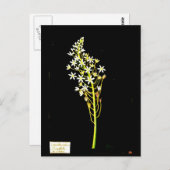 葉書 – 植物芸術 – メアリーデラニー2 ポストカード (正面/裏面)