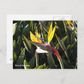 葉書、極楽鳥 ポストカード (正面/裏面)