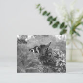 葉書 – 蝶の提督ブラック&ホワイト ポストカード (スタンド正面)