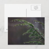 葉書、雨の中の常緑 ポストカード (正面/裏面)