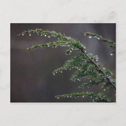 葉書、雨の中の常緑 ポストカード (正面)