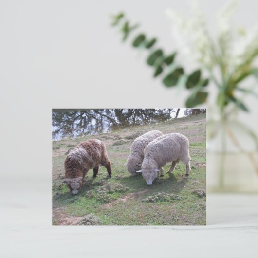 葉書 – 3枚の羊 ポストカード (スタンド正面)