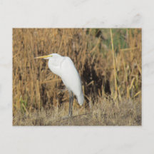 葉書 – Egret in the Grass