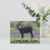 葉書～ "Moose in the Meadow" - Clark Fork, ID ポストカード (スタンド正面)