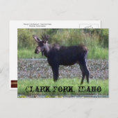 葉書～ "Moose in the Meadow" - Clark Fork, ID ポストカード (正面/裏面)